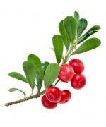 Uva Ursi Capsules 500mg - Image 3