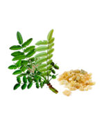 Standardised Boswellia - Image 2