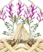 Astragalus - Image 3