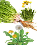 Dandelion Root Tablets 1000mg - Image 2