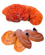 Reishi Mushroom Supplement - Image 2
